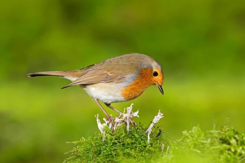 European european robin