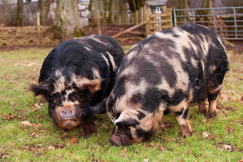 Domestic pig