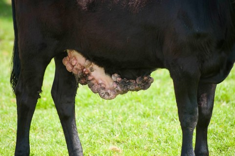 Domestic cattle
