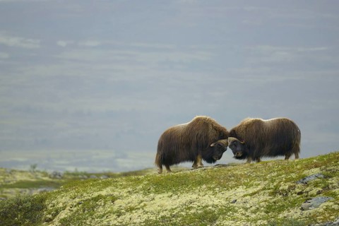 Musk oxes