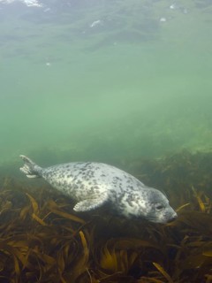 Grey seal