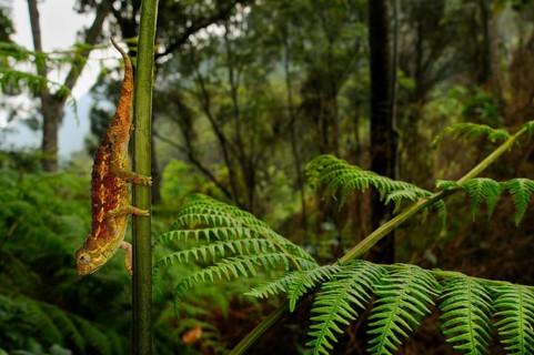 Rough coarse chameleon