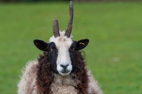 Domestic sheep