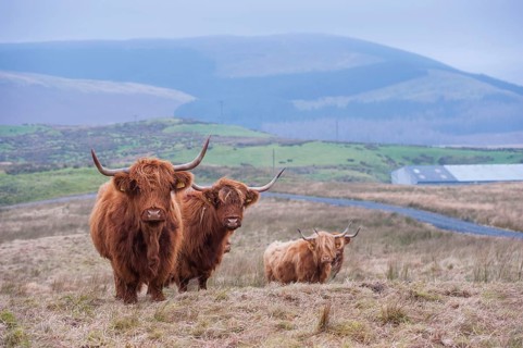 Domestic Cattle