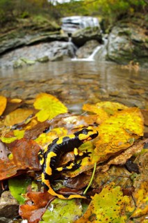 Fire salamander