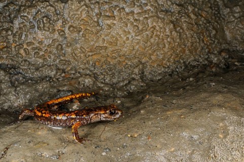 Strinati's Cave Salamander