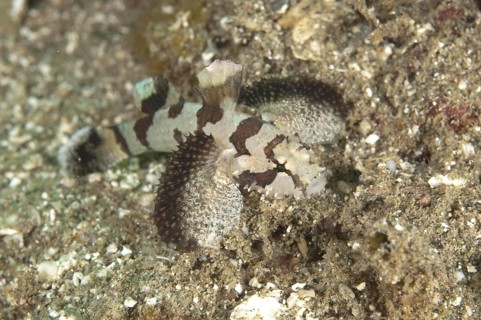 Frogfish