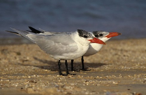 Caspian terns