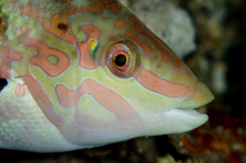 Batu wrasse