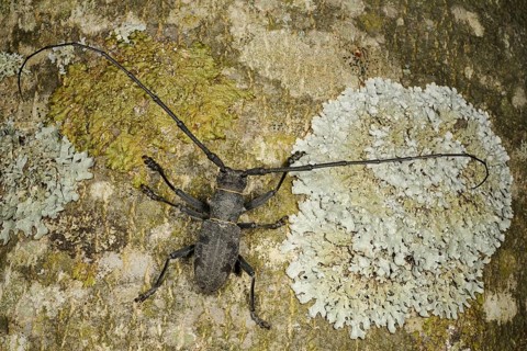 Longhorn Beetle