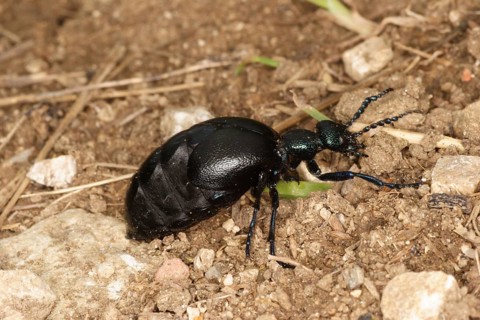 Black oil beetle