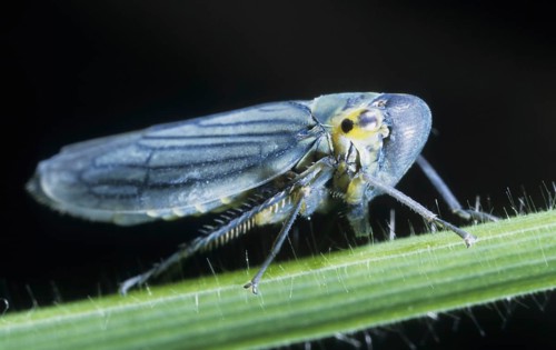 Green Leafhopper
