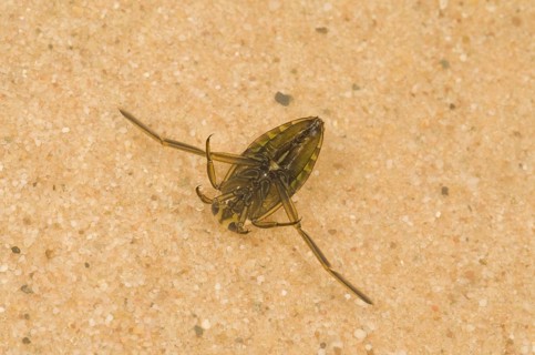 Spotted Water Boatman