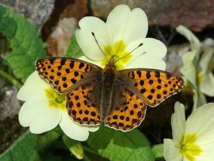 Queen of Spain Fritillary