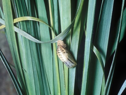 Maniola tithonus