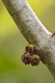 Gall Wasp