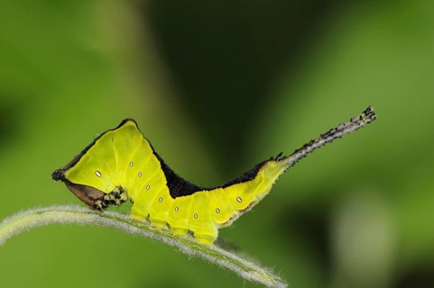 Puss moth