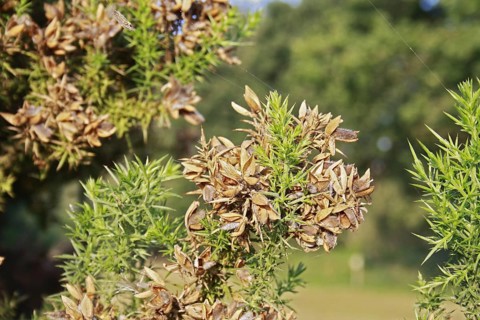 Common Gorse