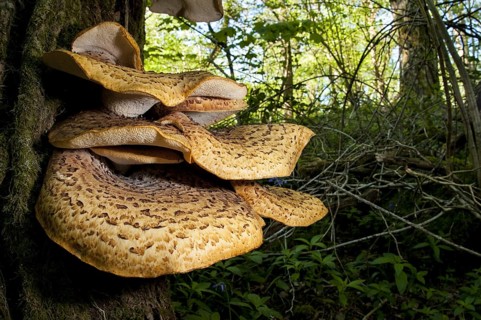 Dryad's Saddle