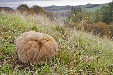Lycoperdon caelatum