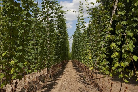 Common hop