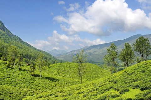 Tea plant