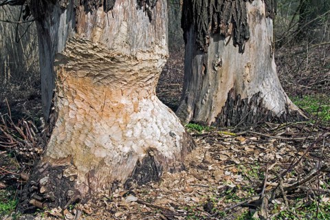 Thick tree trunk with tooth marks from gnawing by the european beaver