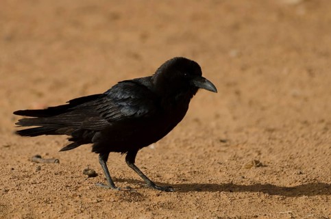 (Corvus ruficollis)