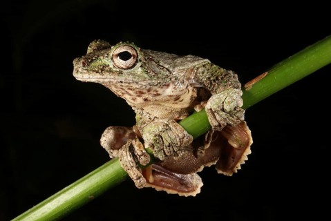 Veragua flying frog