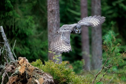 Great Grey Owl