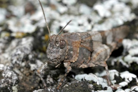Blue-winged Grasshopper