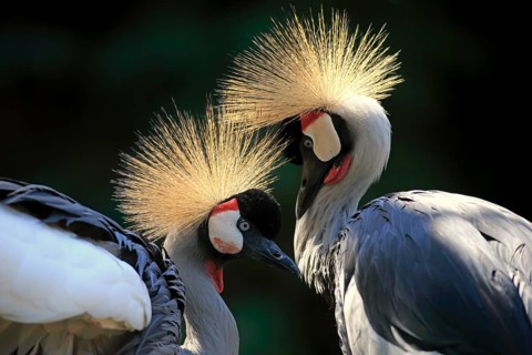 Crowned Crane