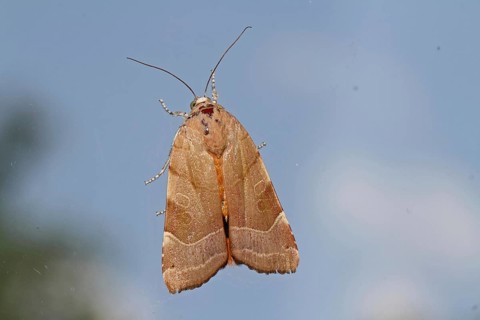 Yellow banded owl