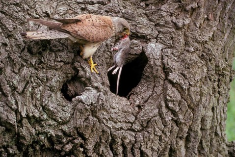 Kestrel