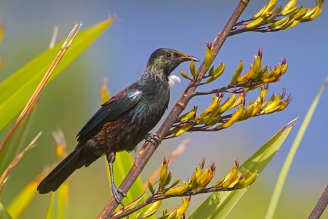 Tui