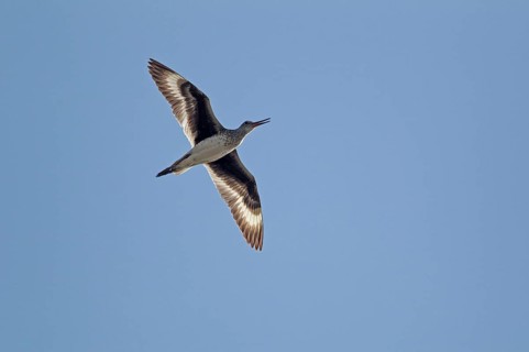 Willet