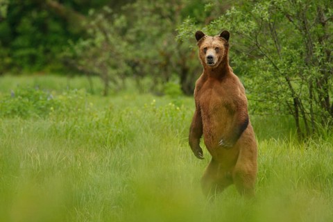 Grizzly Bear