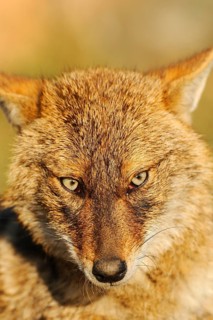 Golden Jackal