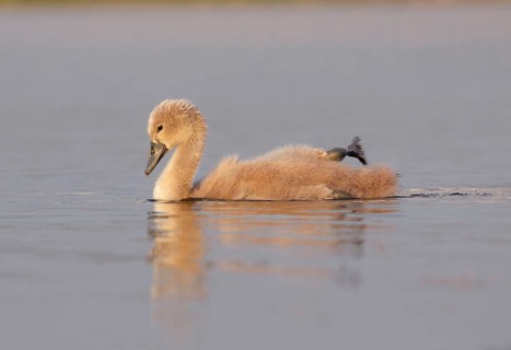 Mute Swan