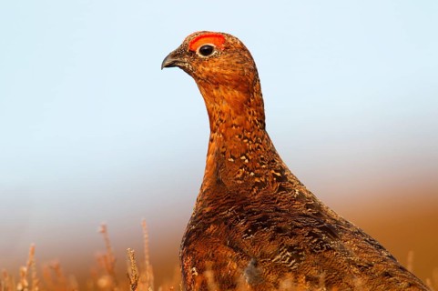 Red Grouse