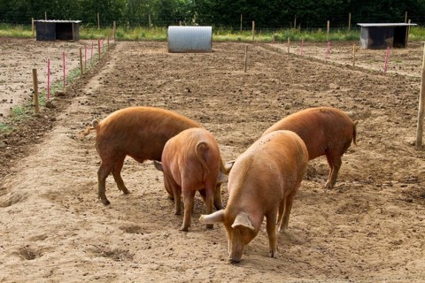 Tamworth pigs feeding on pignuts