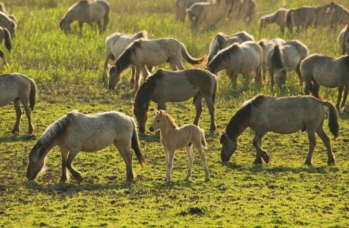 Konik domestic stallion