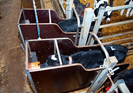 Dairy farming
