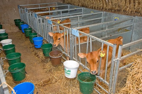 Domestic cattle