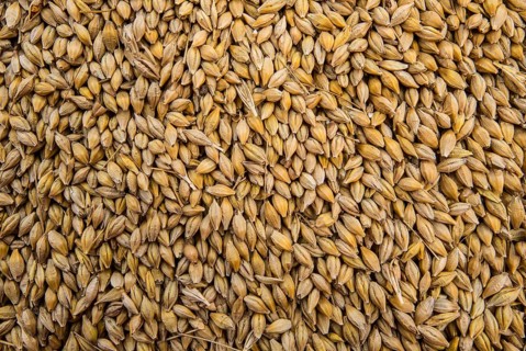 Barley