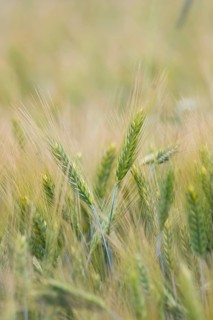 Rye