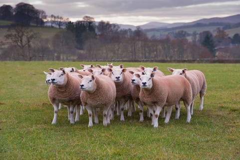 Domestic Sheep