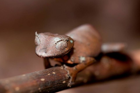 Fantastic Leaf-tailed Gecko