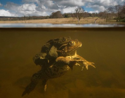 Common Toad