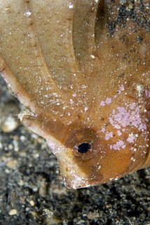 Cockatoo Leaffish